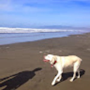 Meet your Posher, Sandy